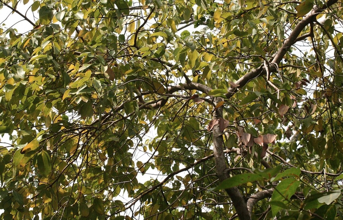    Коричное дерево. Источник изображения: wikipedia.org