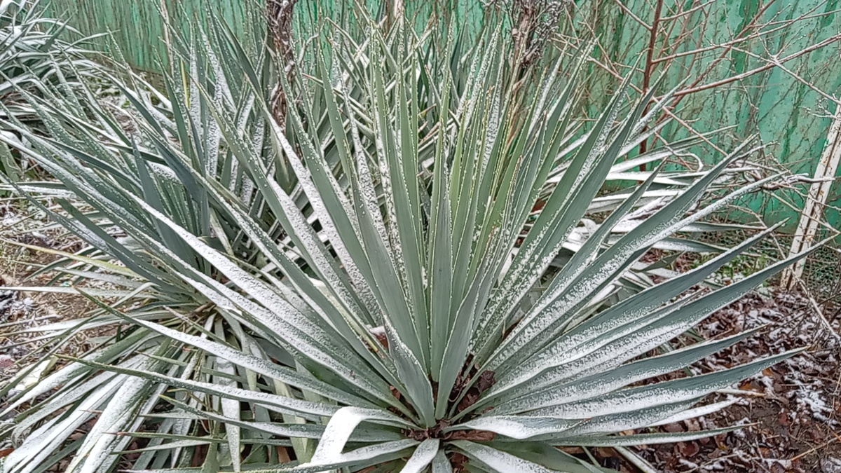 Юкка в снегу. 