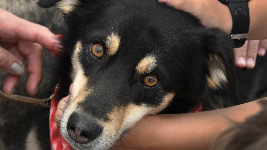    Фото: © РИА Новости/Виталий Аньков