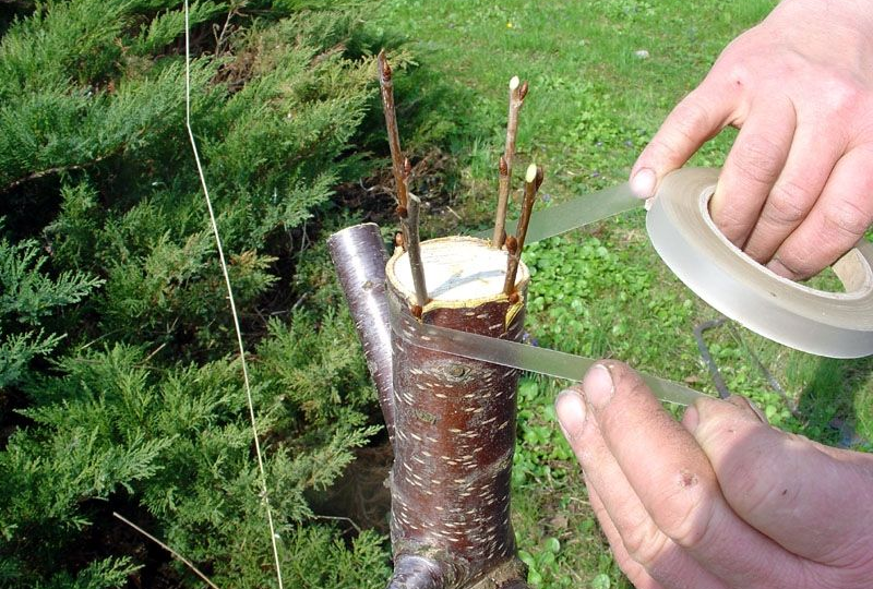 Я всегда прививала деревья весной. Пока они не показали мне на мою ОШИБКУ