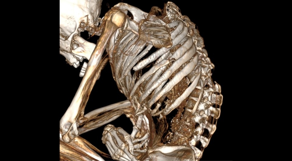   Catalina Morales and Francisco Garrido / International Journal of Osteoarchaeology, 2025