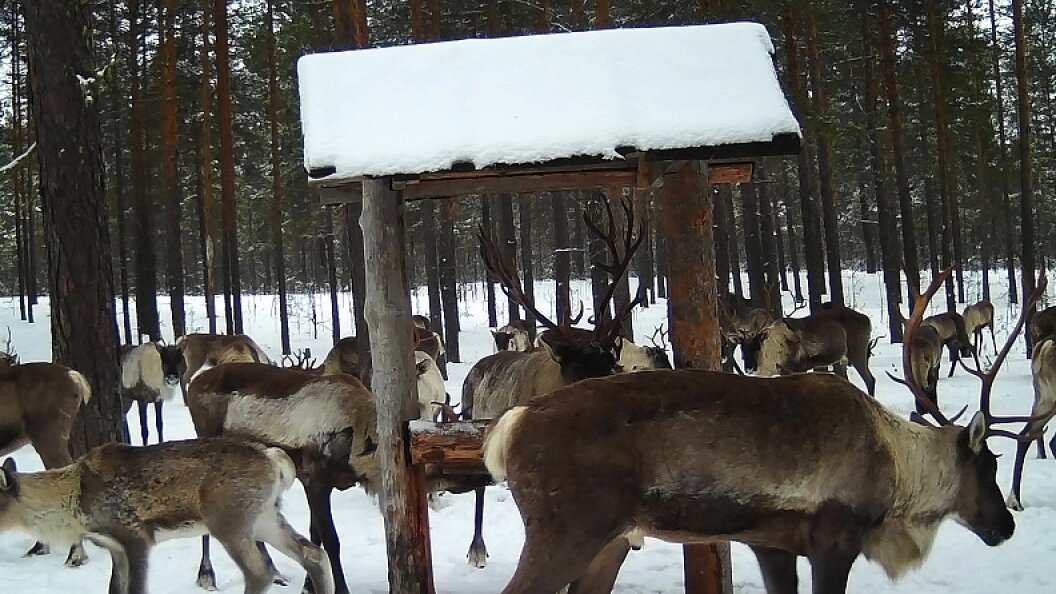    Фото: министерством природных ресурсов и ЛПК Архангельской области