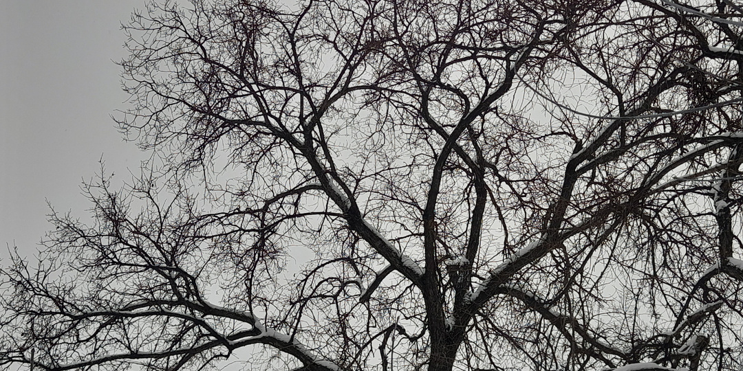 Зимние деревья