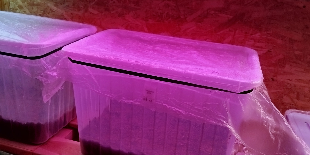 Начало укоренения черенков смородины двумя способами.