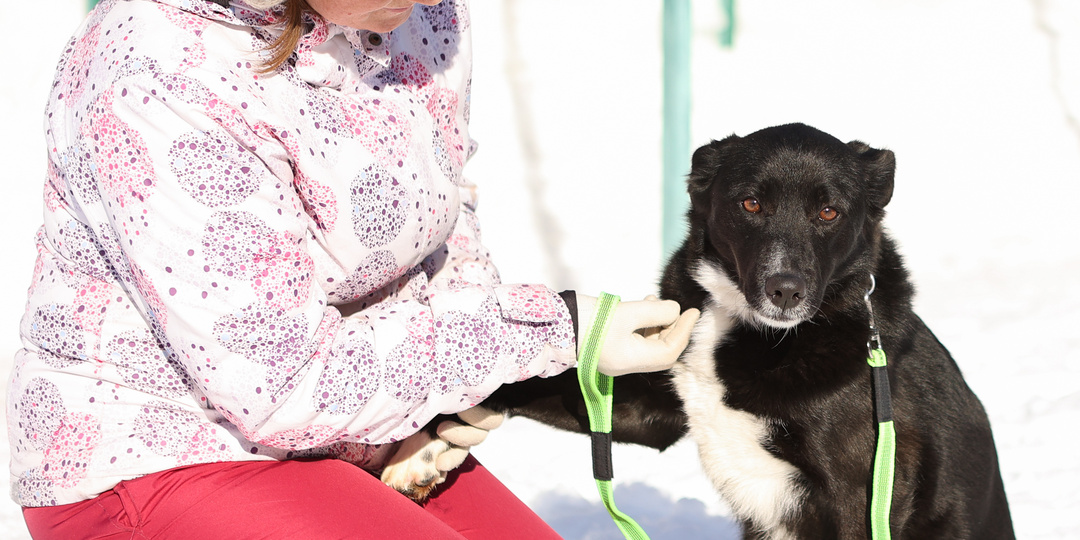 Путь к дому через призму терпения и понимания. О собаке, которой не везет