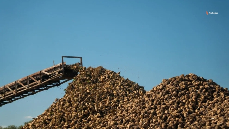    Производство сахарной свёклы в крае увеличилось на 13%, а урожайность — на 10% Фото: Александр Скрыпник / / ИА «Победа26»