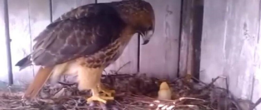 Фермер подкинул куриное яйцо в гнездо орла. Как «родители» отреагировали на подмену