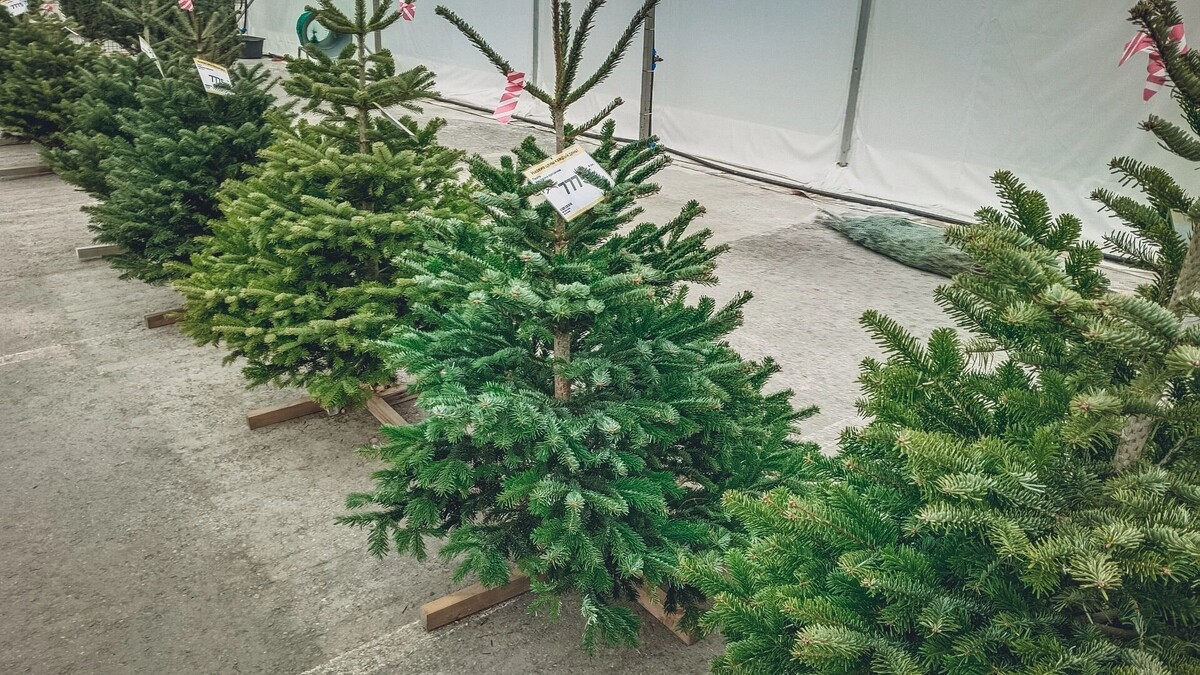     Источник: 1MI