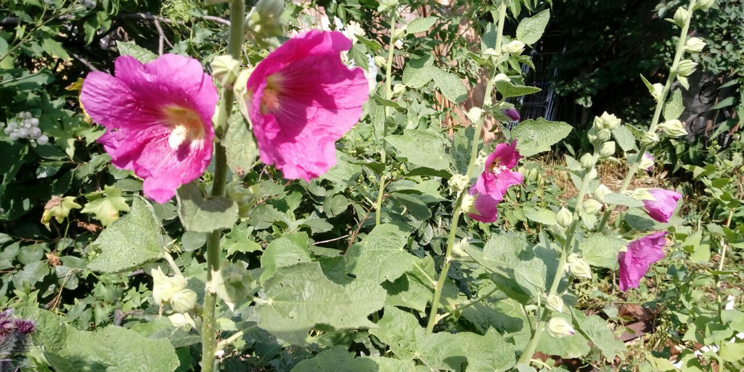 Нахальная свекровь. Глава 18.