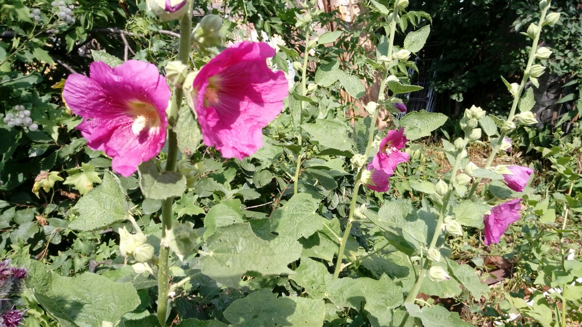 Фото автора.