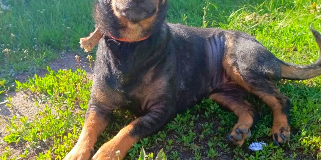 Маленькая собака ищет дом!