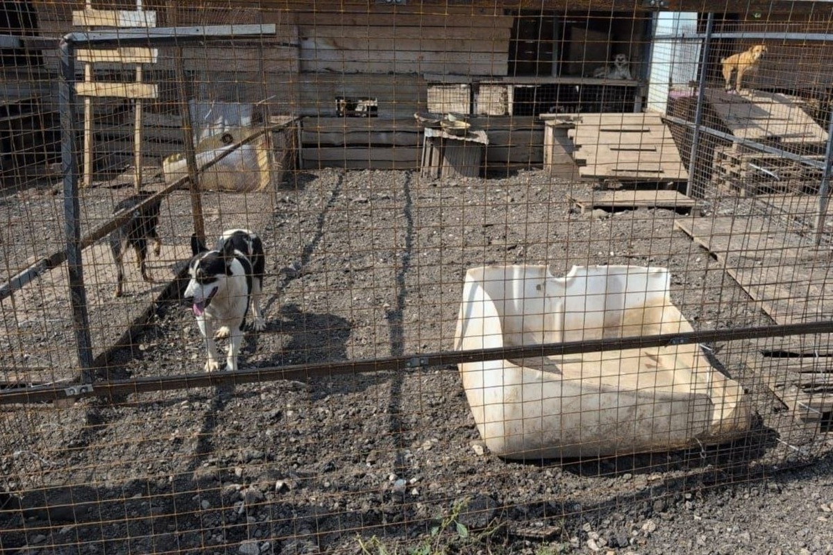   телеграм канал приюта "Кот и Пес"