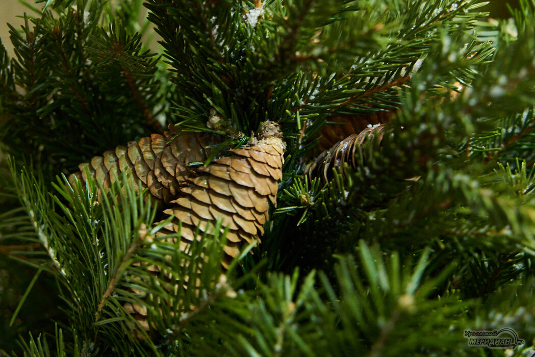    Фото: Лидия Аникина © ИА «Уральский меридиан»