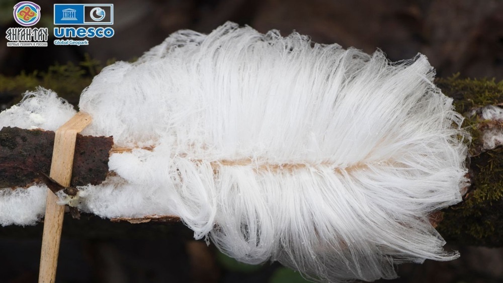     Фото: Геопарк «Янга», Полежанкина П.Г