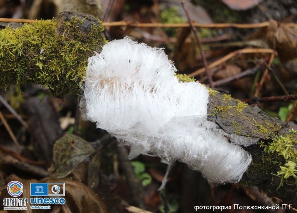     Фото: Геопарк «Янга», Полежанкина П.Г