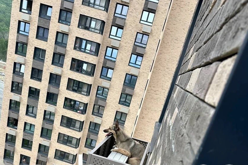 Фото: скрин видео sakhonline.