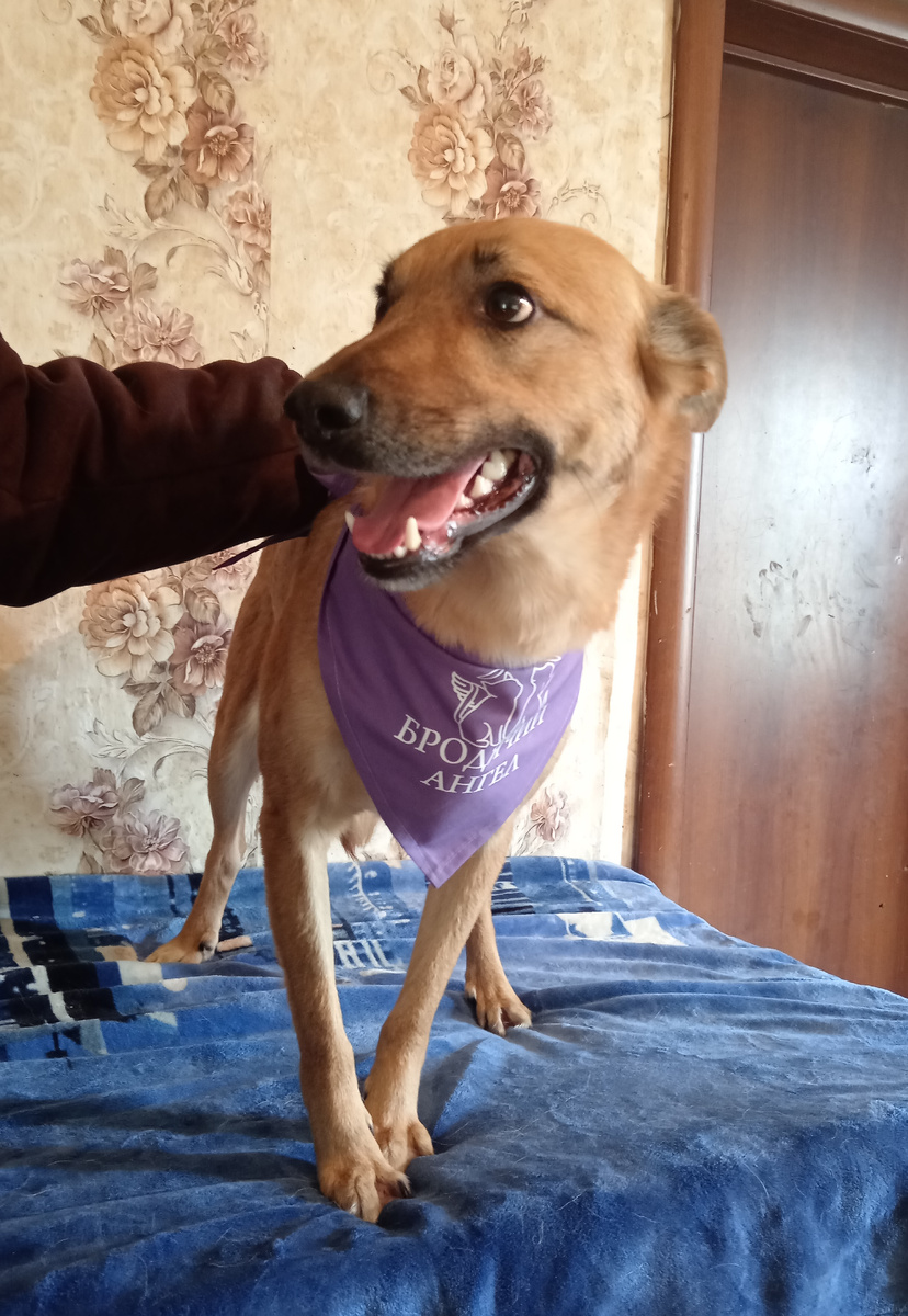 Недоверчивый Рыжий