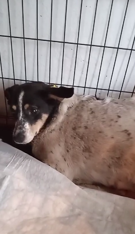 Малыша долгое время смотрела затравленным взглядом из дальнего угла клетки