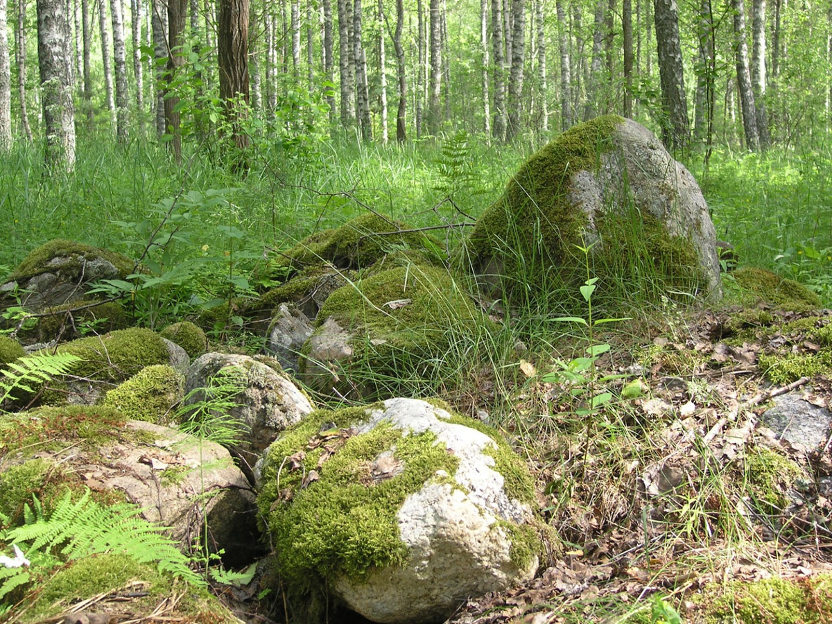 Жальники в Новгородской области