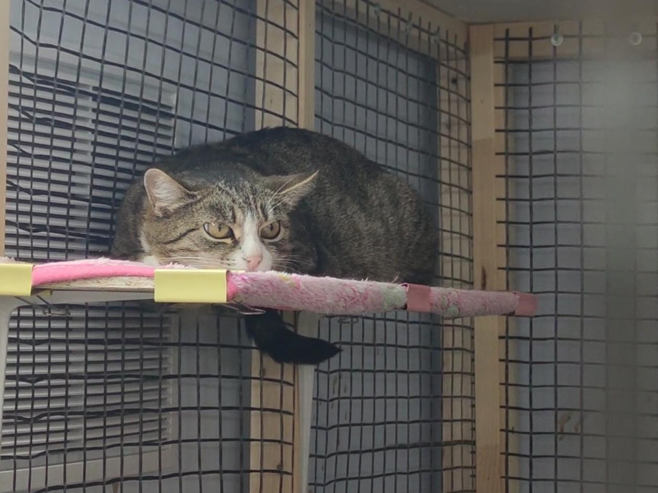    Фото: администрация г.о. Дубна