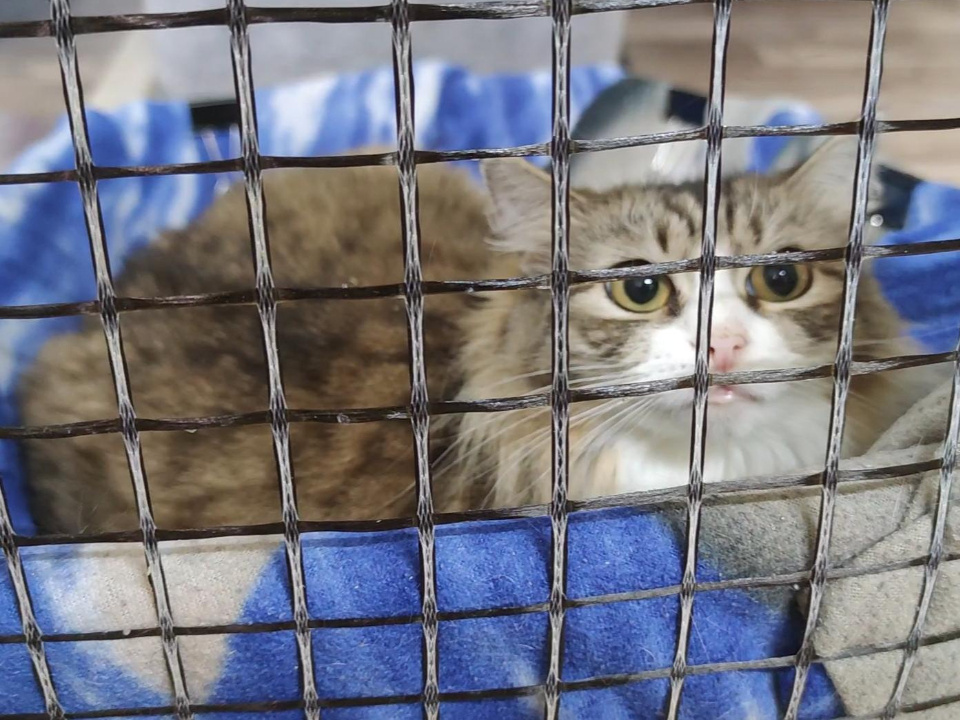     Фото: администрация г.о. Дубна