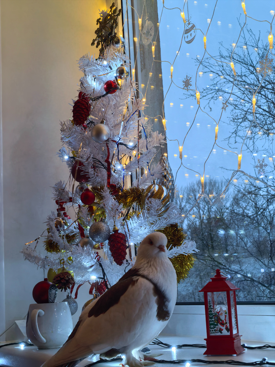 Тут ещё надо подумать кто красивее: ёлка или птица)