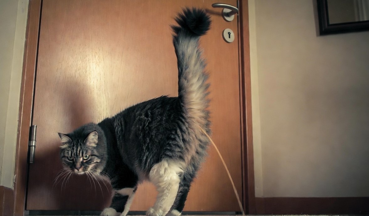 Метки территории – проявление инстинктов, а не вредность.