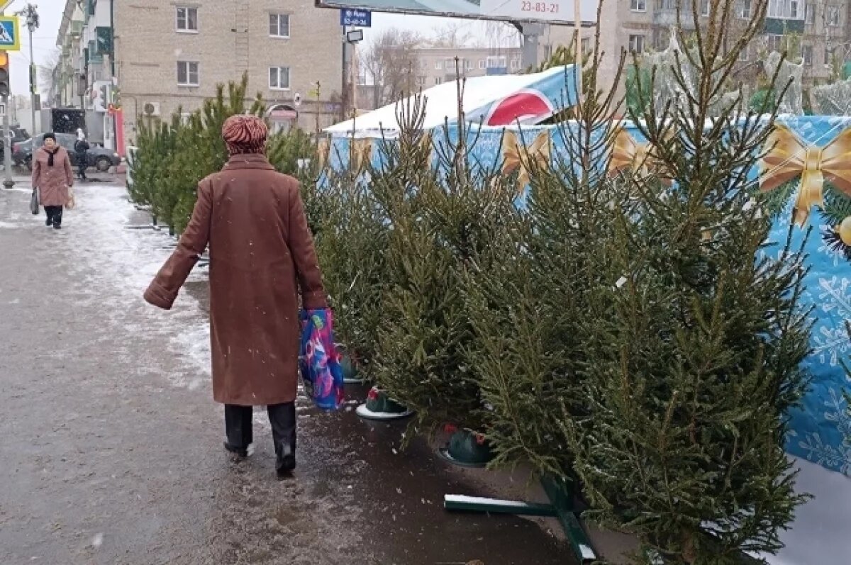    На ёлочные базары в Пензу везут ёлки не из Пензы, а из Башкирии и Удмуртии