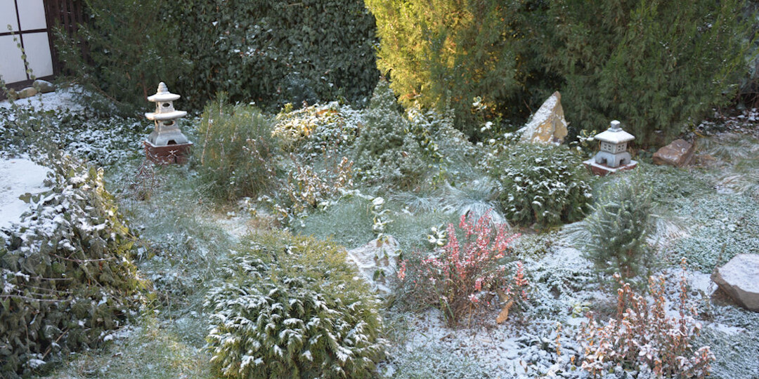 Мой немножко заснеженный сад