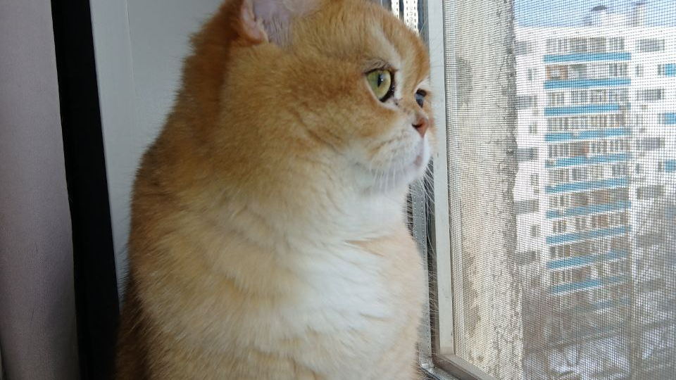 Мини-зарисовки от Басеньки😺