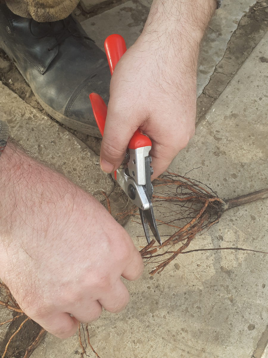 Фелко - один из лучших секаторов, из тех, что мне доводилось работать