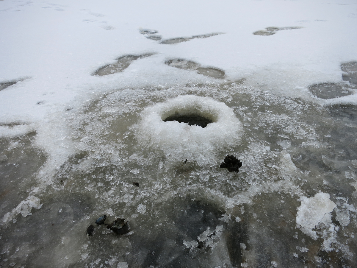 А вот она лунка местного с дрейссеной.
