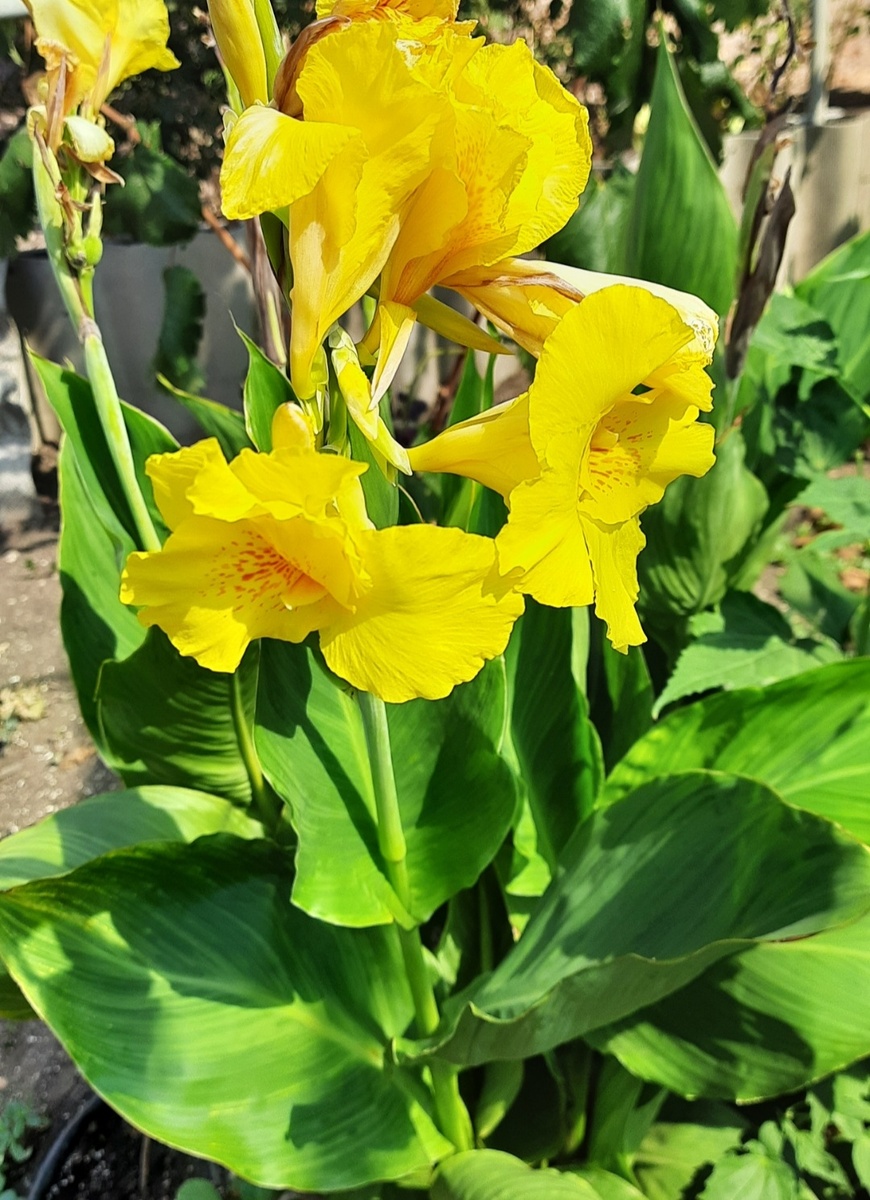 Канна Yellow King Humbert' Burbank