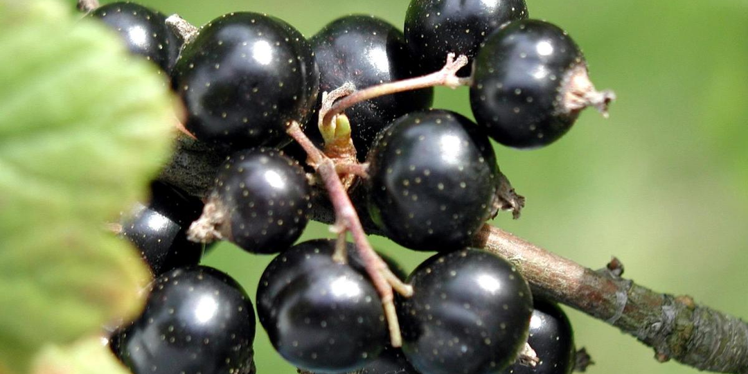 Глаза устают от экранов? Эти 4 продукта защищают зрение изнутри