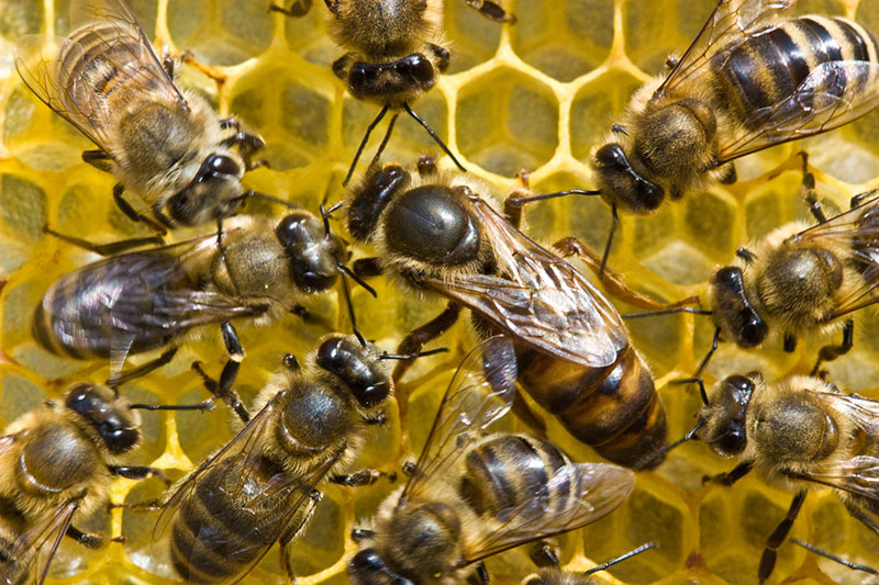 Матка в окружении рабочих пчел