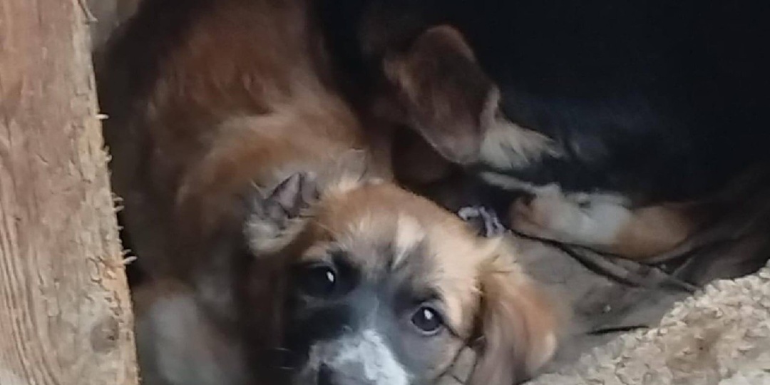 Три щенка-девочки , возраст 3 месяца , ищут дом и любящих хозяев