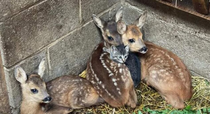 Фермерский котенок помог оленятам пережить потерю мамы