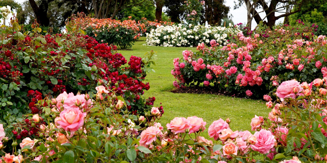 Любовь на века! Знакомимся с популярными видами и сортами роз