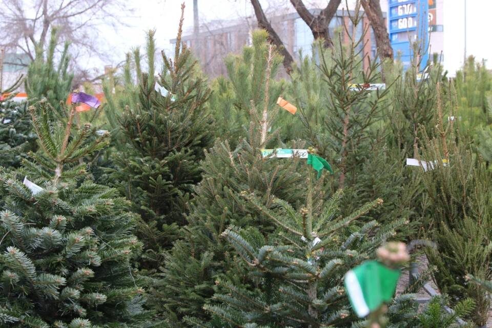    Фото: Матвей Горбунов / "Городские вести"
