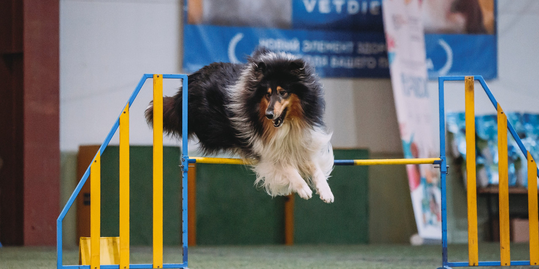 Чем можно заняться с колли? Аджилити.