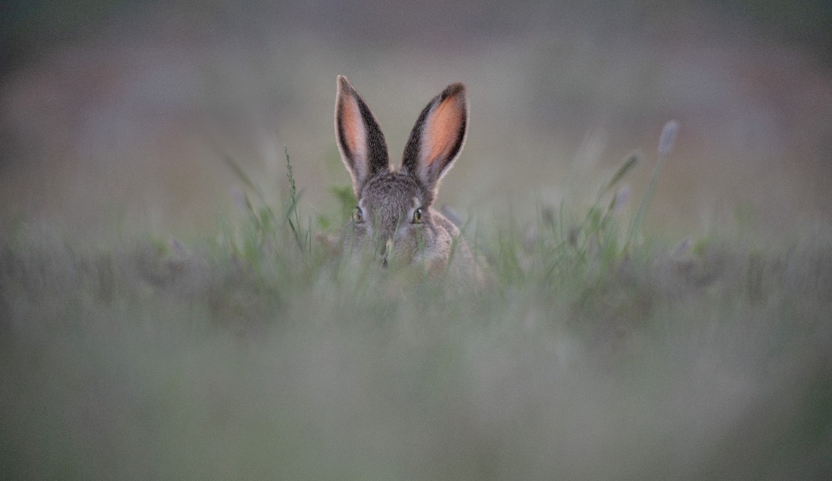 Зрение у зайцев не очень, а слух и обоняние прекрасные, а уж как они бегать умеют, столько поговорок расскажут. (с) Наталья Чебыкина
