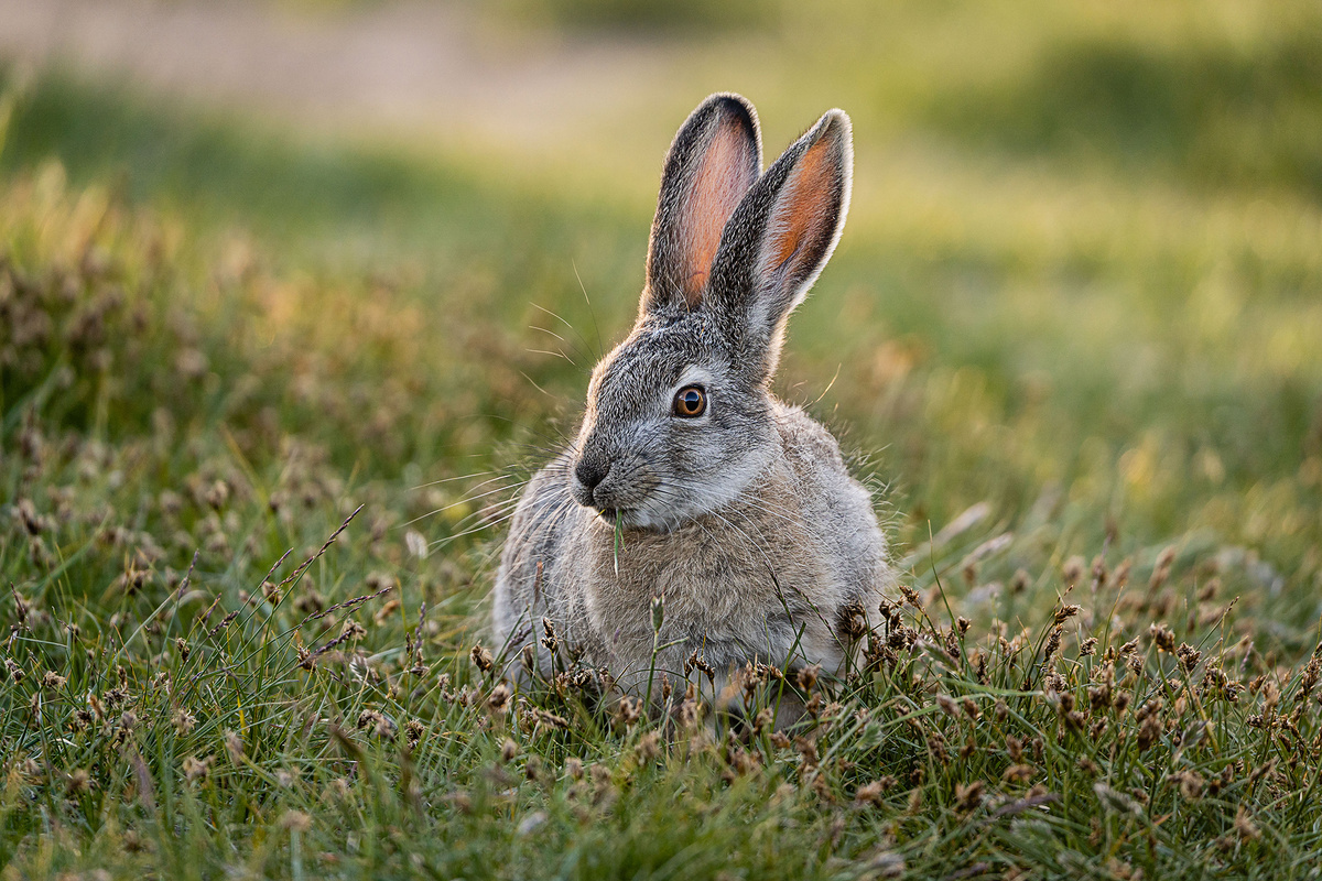 (с) Наталья Чебыкина. На Алтае в местах обитания ирбиса обитают заяц-беляк и заяц-толай. 