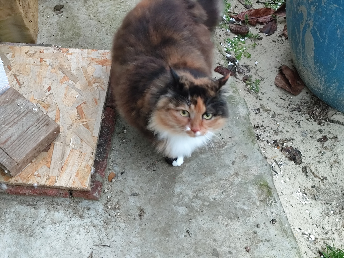 Хмурая Муха