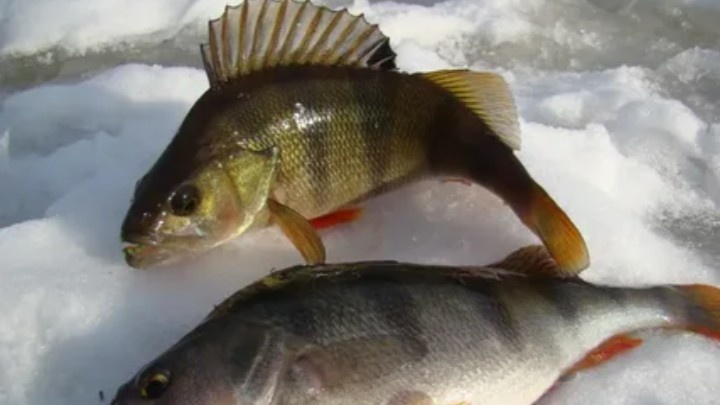 Краткий Гайд на ловлю Окуня зимой: вы должны это знать