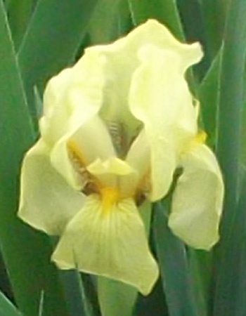 Желтый карликовый ирис (SDB)