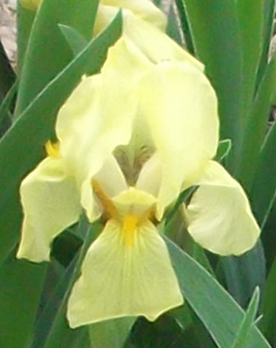 Желтый карликовый ирис (SDB)