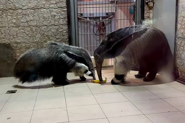   Скриншот из видео Калининградского зоопарка