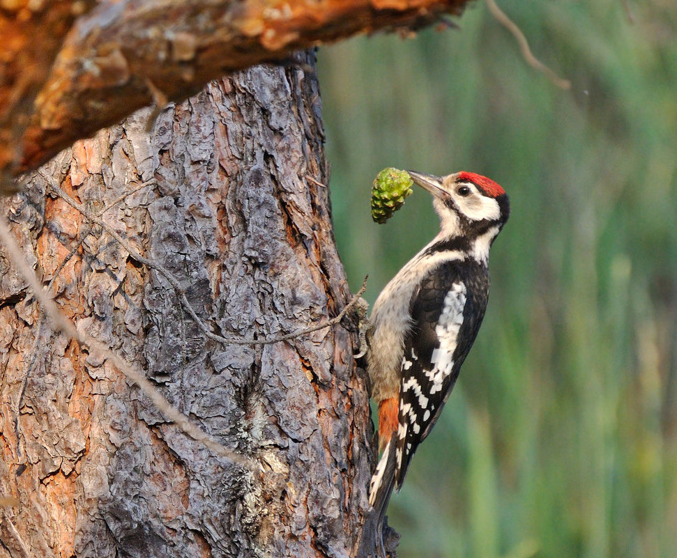Яндекс Картинки.