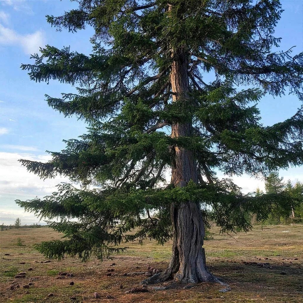   Сибирский кедр (Pinus sibirica) – дерево, которое высоко ценится своими полезными свойствами, включая вкусные орехи и целебную древесину. Чтобы вырастить здоровое дерево, важно правильно подготовить семена и обеспечить подходящие условия для роста.