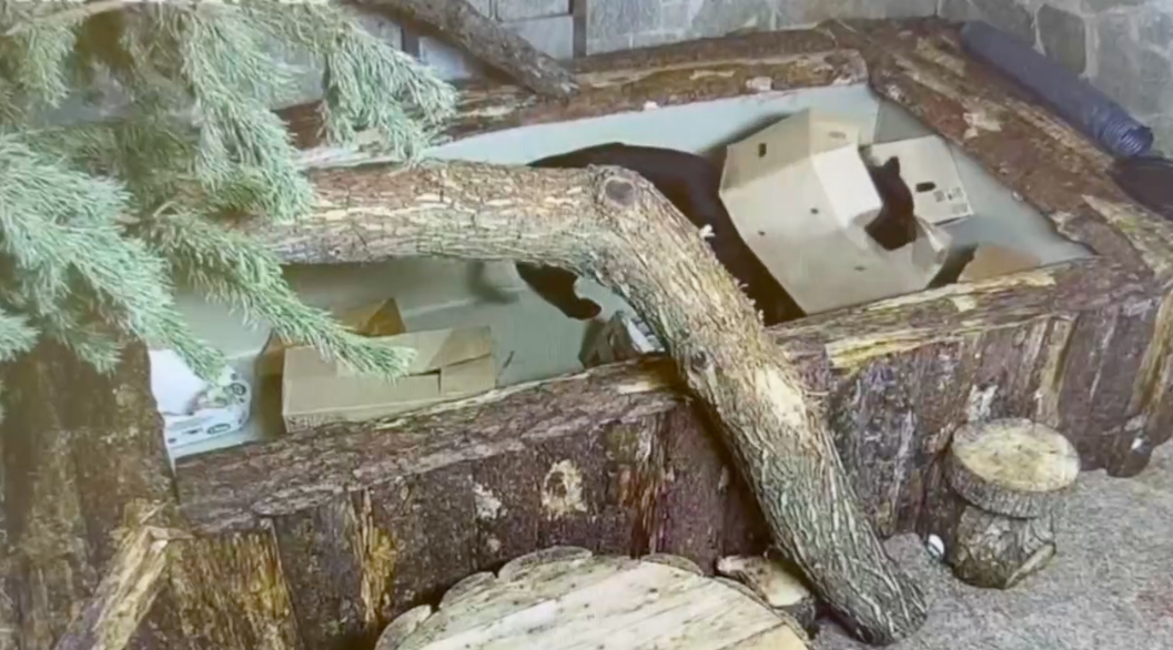 Скриншот из видео https://t.me/lenzoopark